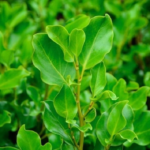 Griselinia Broadway Mint - 25Ltr - Image 2