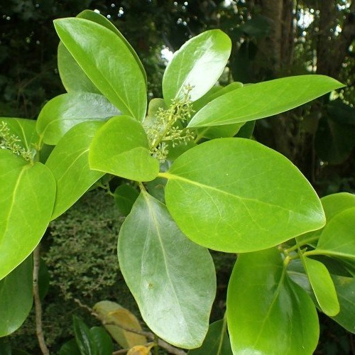 Griselinia lucida - 25Ltr - Image 2