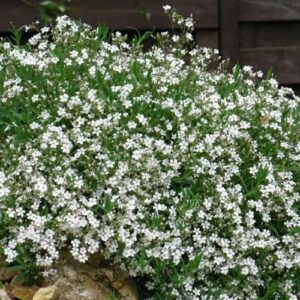 Gypsophila Filou White, Baby's Breath - 1.4Ltr