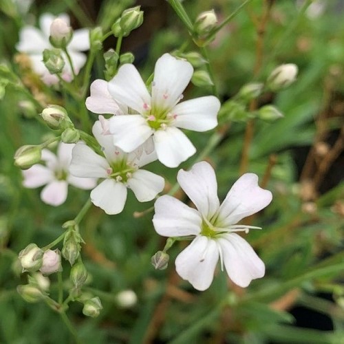 Gypsophila Filou White, Baby's Breath - 1.4Ltr - Image 2