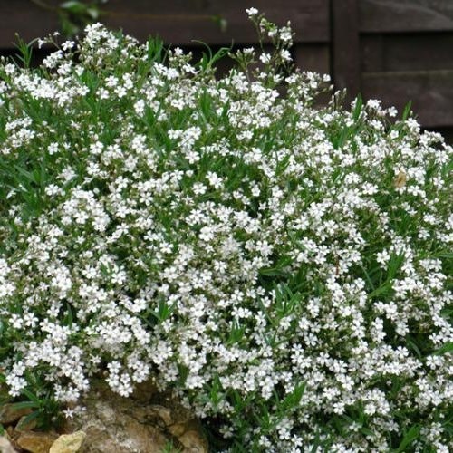 Gypsophila Filou White, Baby's Breath - 1.4Ltr