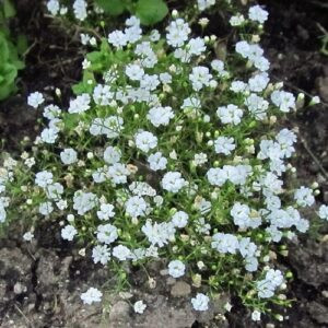 Gypsophila Gypsy White - 1.4Ltr
