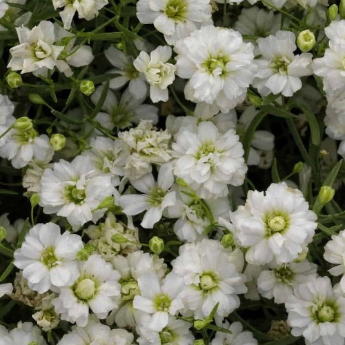 Gypsophila Gypsy White - 1.4Ltr - Image 2
