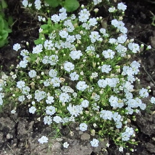 Gypsophila Gypsy White - 1.4Ltr