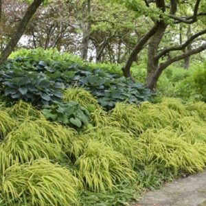 Hakonechloa Aureola, Hakone Grass - 2.5Ltr