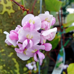 Hardenbergia violacea Rosea - Pb5