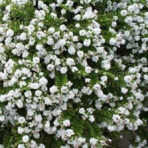 Hebe elliptica, Kokomuka - 2.5Ltr