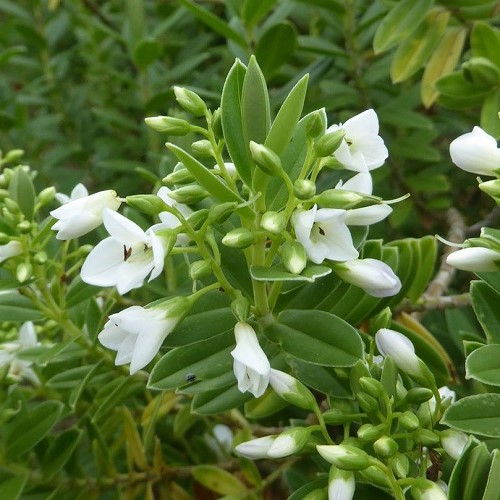 Hebe elliptica, Kokomuka - 2.5Ltr - Image 2