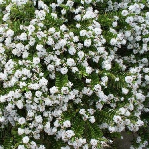 Hebe elliptica, Kokomuka - 2.5Ltr