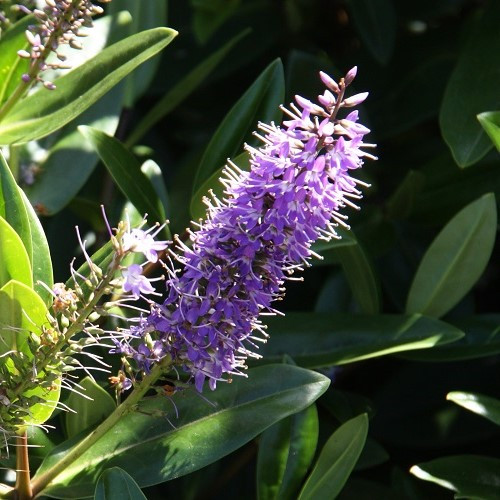 Hebe speciosa Blue ( Azure ) 1.4Ltr - Image 2