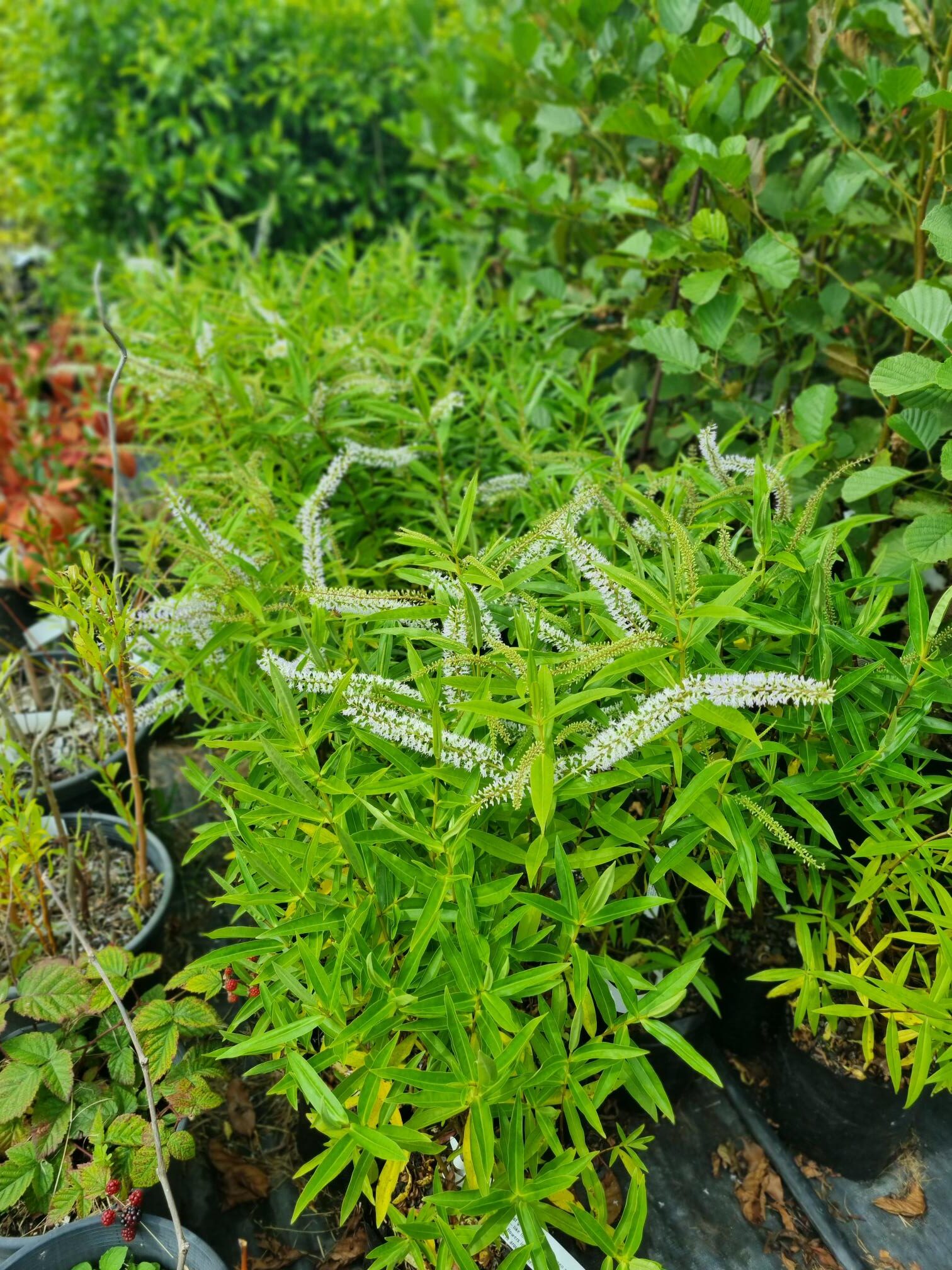 Hebe stricta, Koromiko - Pb6.5 - Image 3