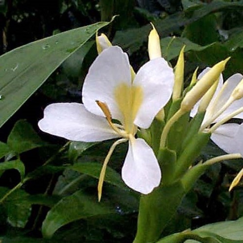 Hedychium coronarium, White Ginger Lily - 8.5Ltr - Image 2
