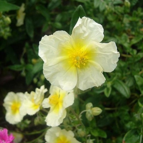 Helianthemum Wisley White - Pot - Image 2
