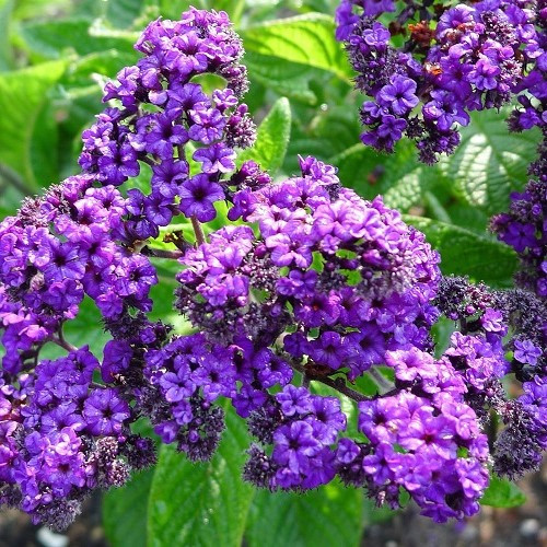 Heliotrope Cherry Pie - 1.4Ltr