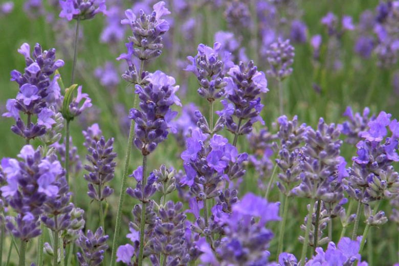 Lavandula angustifolia Hidcote Blue - Pb5