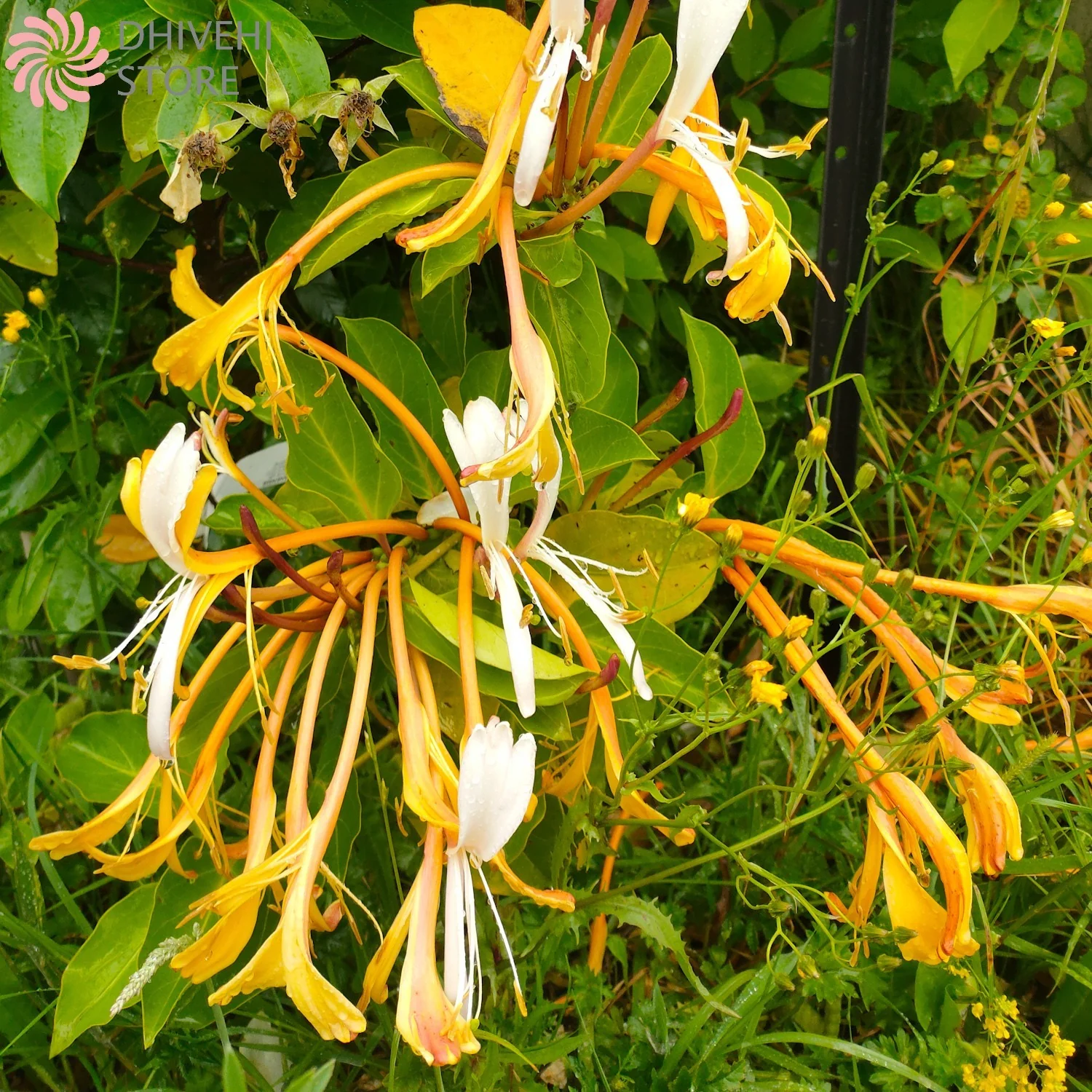 Lonicera hildebrandiana - 2.5L (50/90) - Image 2