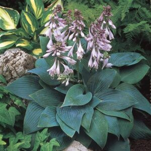Hosta Halcyon - Pb3
