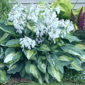 Hosta Hudson Bay - 1.5Ltr