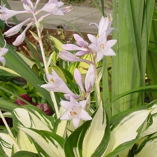 Hosta Loyalist - 2Ltr - Image 2