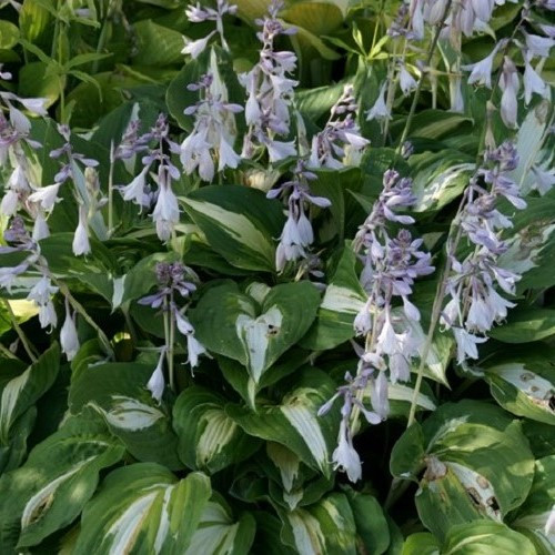 Hosta Night Before Christmas - 2Ltr - Image 2