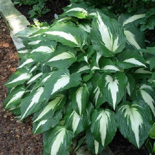 Hosta Night Before Christmas - 2Ltr