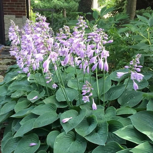 Hosta Pacific Blue Edger - 2Ltr - Image 2
