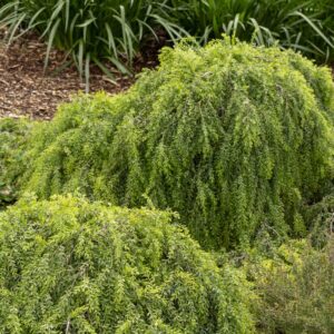 Acacia howittii