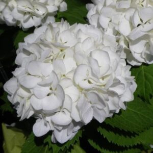 Hydrangea Bridal Bouquet - Pb3