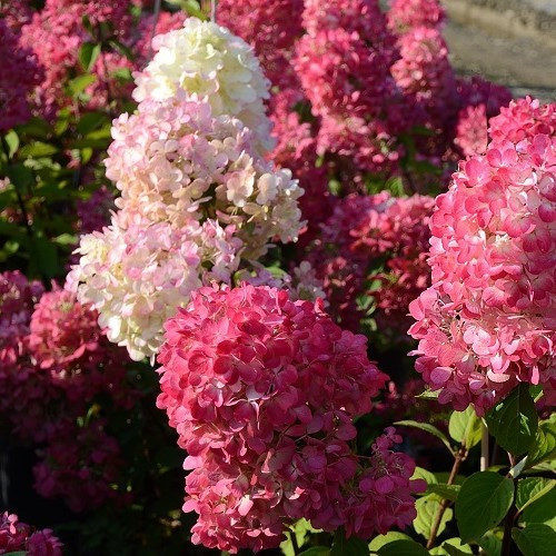Hydrangea Diamond Rouge - 3.5Ltr (30/40) - Image 2