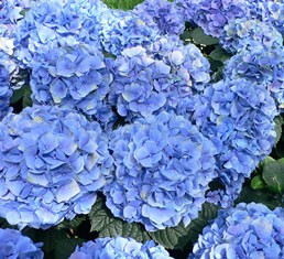 Hydrangea Flower Master Blue -Pb6.5/3.5Ltr