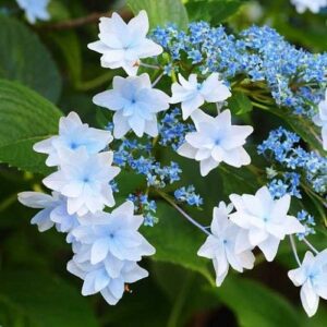 Hydrangea Fireworks - Pb6.5