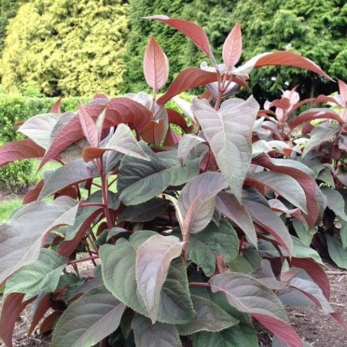 Hydrangea Hot Chocolate - 3.5Ltr - Image 2