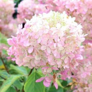 Hydrangea paniculata, Panicle Hydrangea - Pb6.5 (50/60)