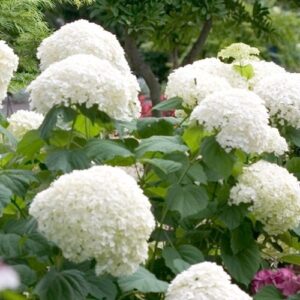 Hydrangea Snowball/Schneeball - Pb6.5/3.5Ltr