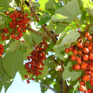 Idesia polycarpa, Wonder Tree - Pb6.5/12