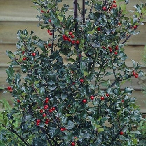 Ilex Blue Angel - Pb5