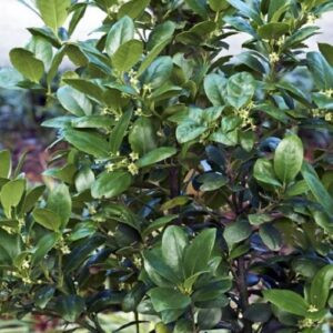 Ilex Largo - 3 ltr