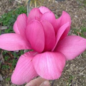 Magnolia Vulcan - Pb28