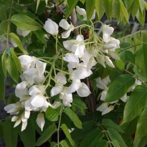 Wisteria s. White Shappire