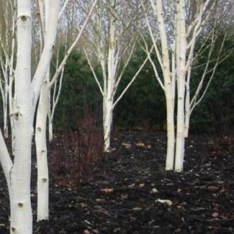 Betula jacquemontii Pb8 - Image 2