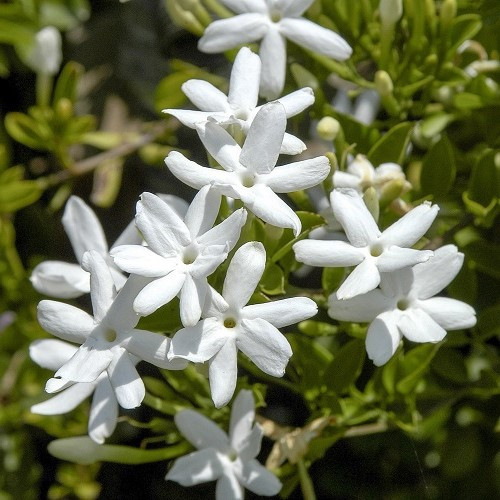 Jasminum angulare, Angular Jasmine - 2.5Ltr - Image 2