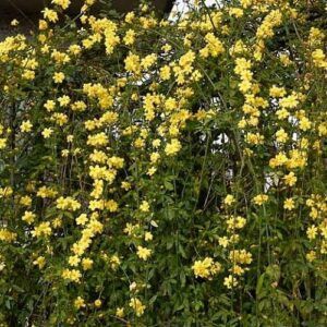 Jasminum mesnyi, Primrose Jasmine - 3.5Ltr