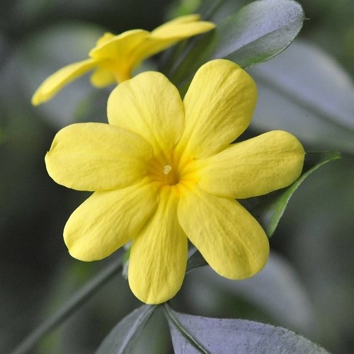 Jasminum mesnyi, Primrose Jasmine - 3.5Ltr - Image 2
