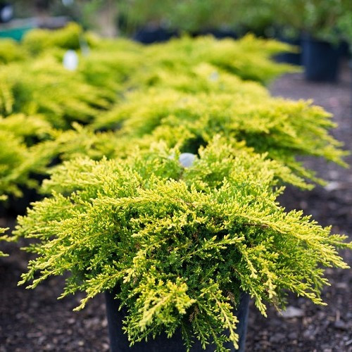 Juniperus Gold Coast - 5Ltr