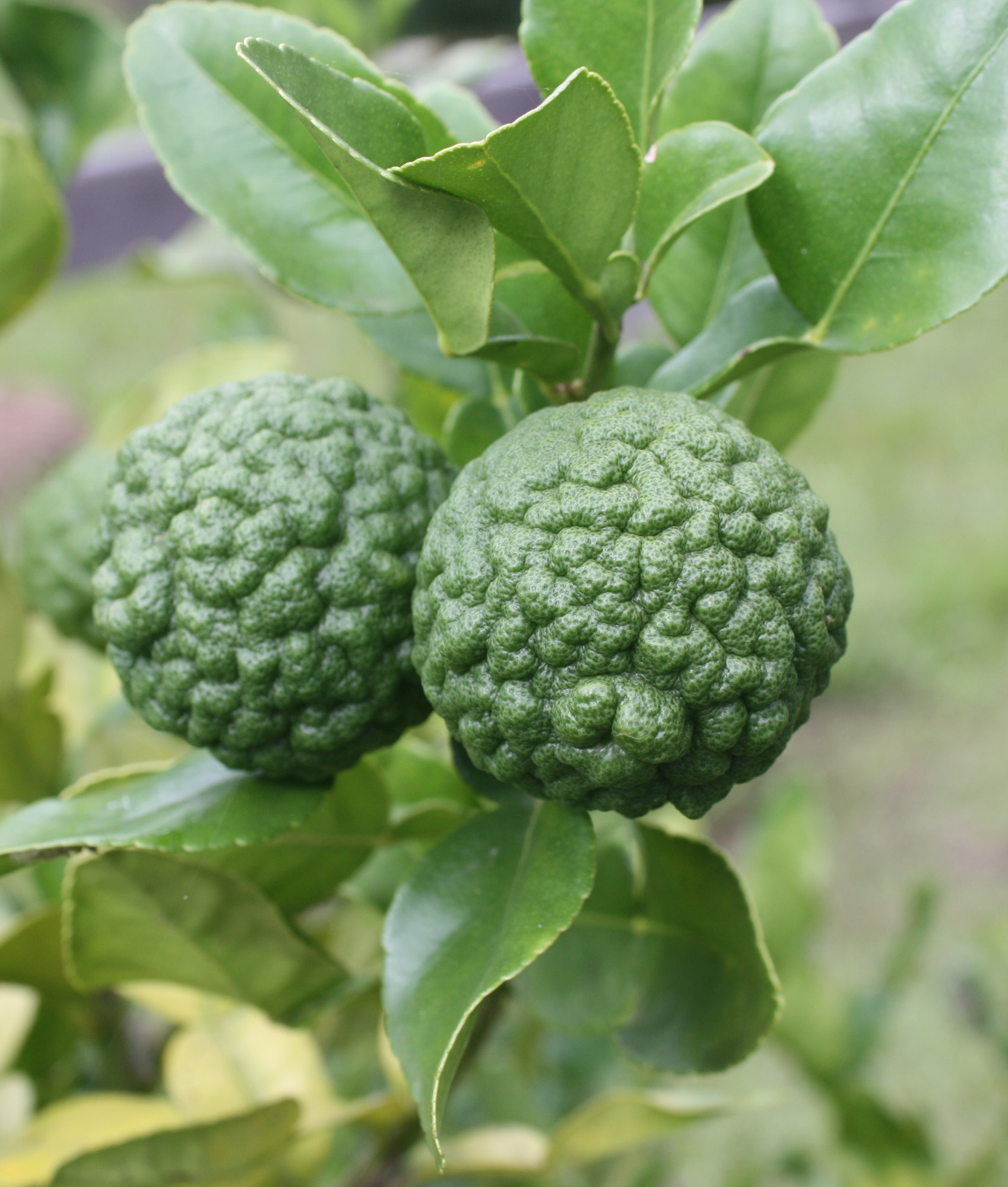 Lime Kaffir - PB28