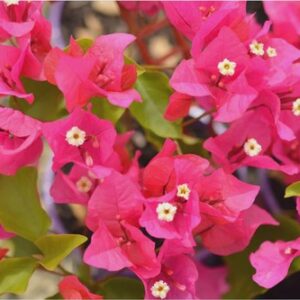Bougainvillea Killie Campbell