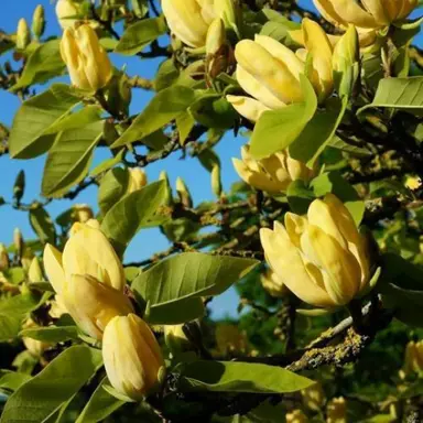 Magnolia Koban Dori - Pb28 - Image 2