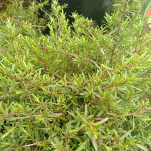 Kunzea Little Fox