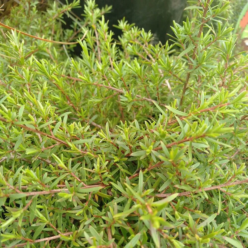 Kunzea Little Fox