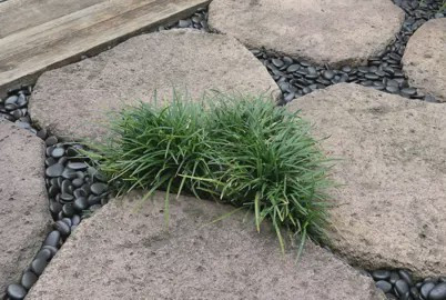 Ophiopogon j. Kyoto Dwarf, Dwarf Turf Lily - Tube